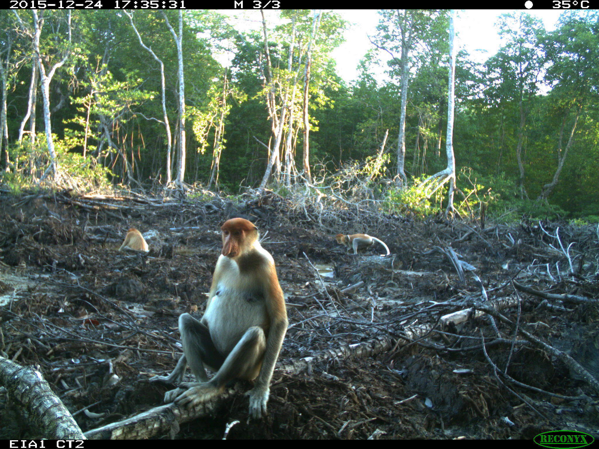 Sunda clouded leopard, proboscis monkey and Bornean banteng action ...